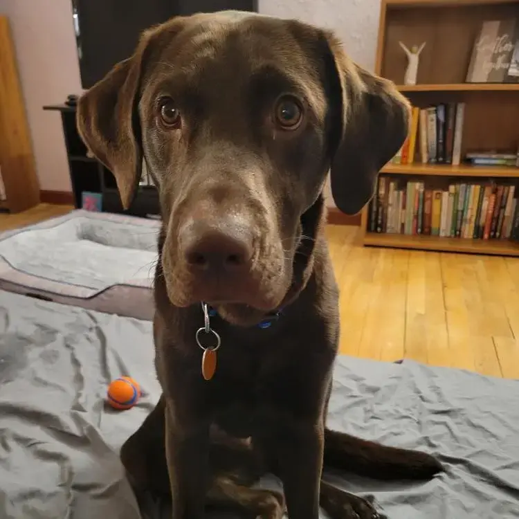 Labrador Retriever