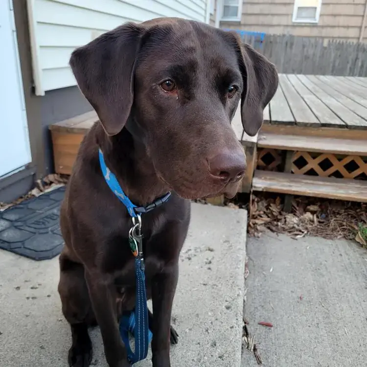 Labrador Retriever