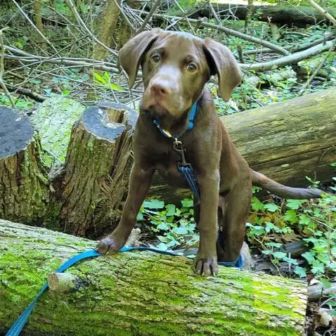 Labrador Retriever