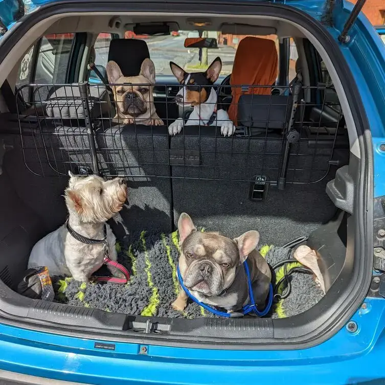 French Bulldog