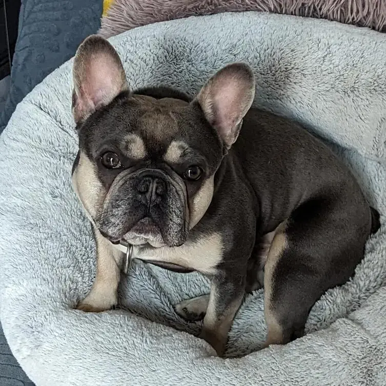 French Bulldog