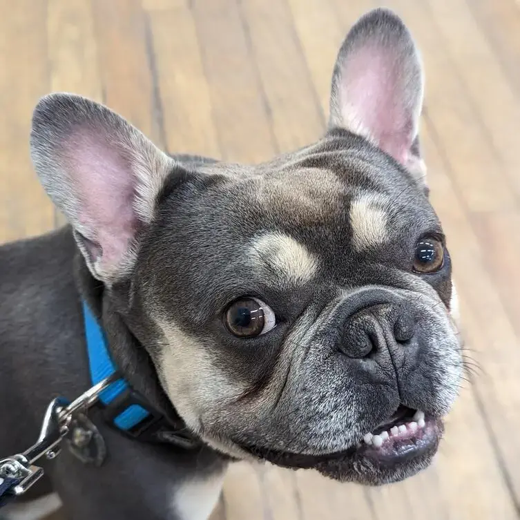 French Bulldog