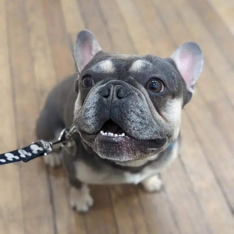 French Bulldog