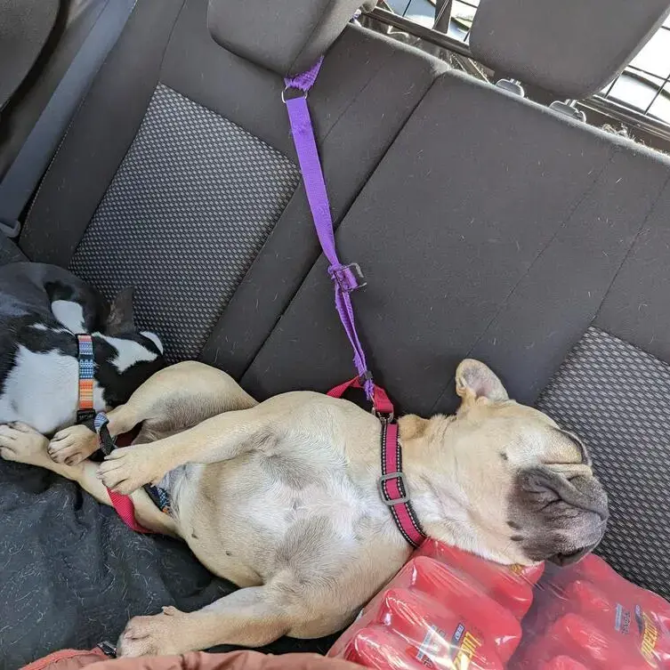 French Bulldog
