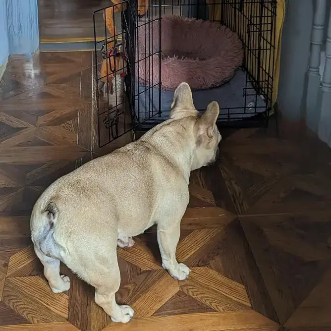 French Bulldog