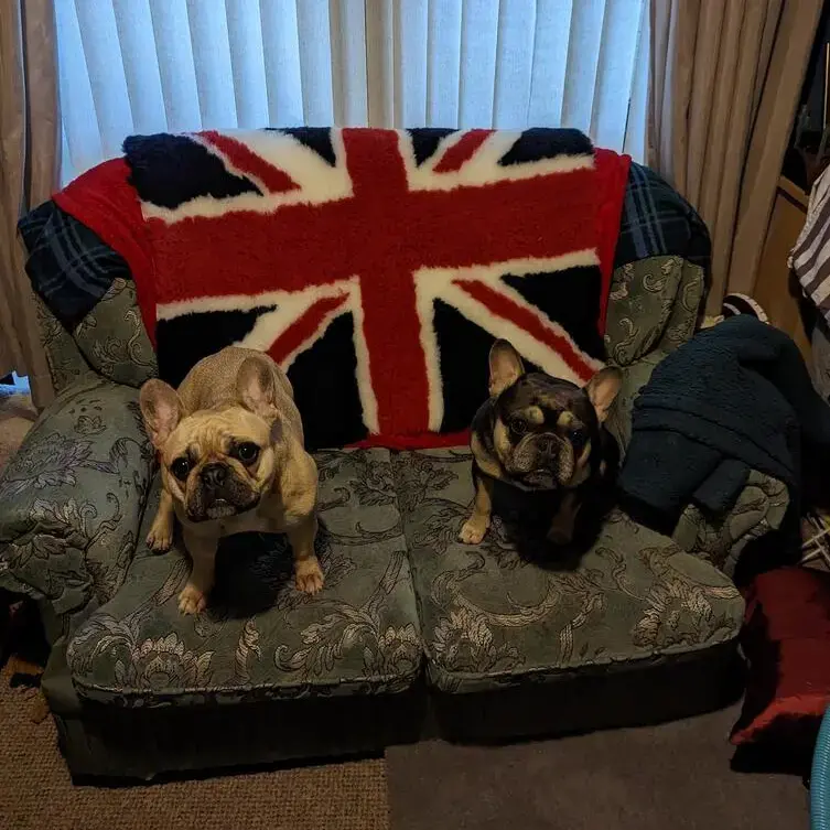 French Bulldog