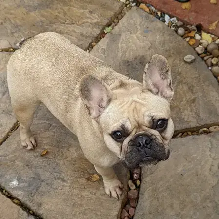 French Bulldog