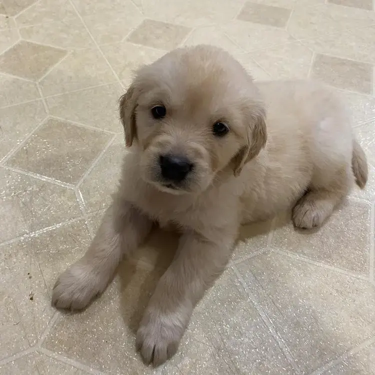 Golden Retriever