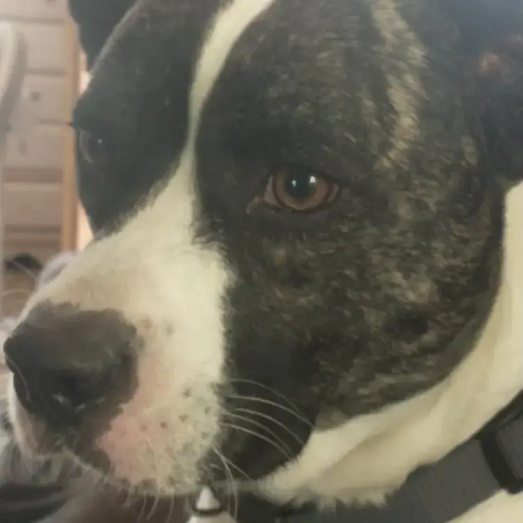 American Bulldog 