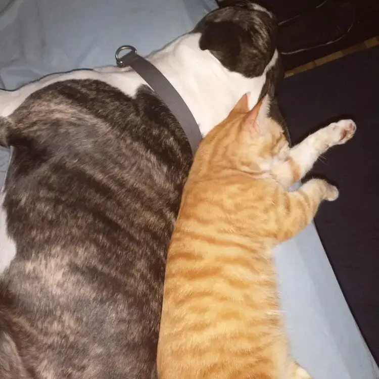 American Bulldog 