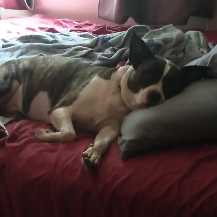 American Bulldog 