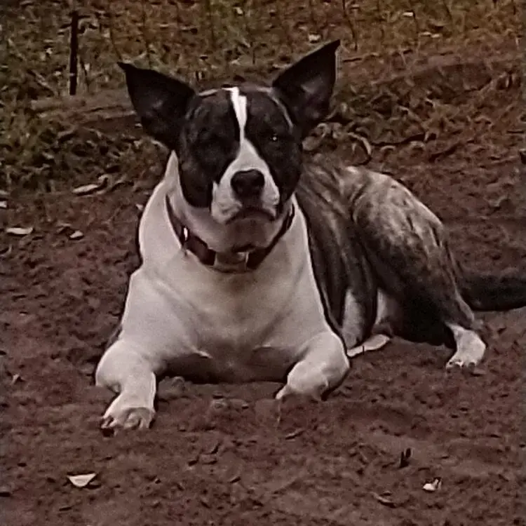American Bulldog 