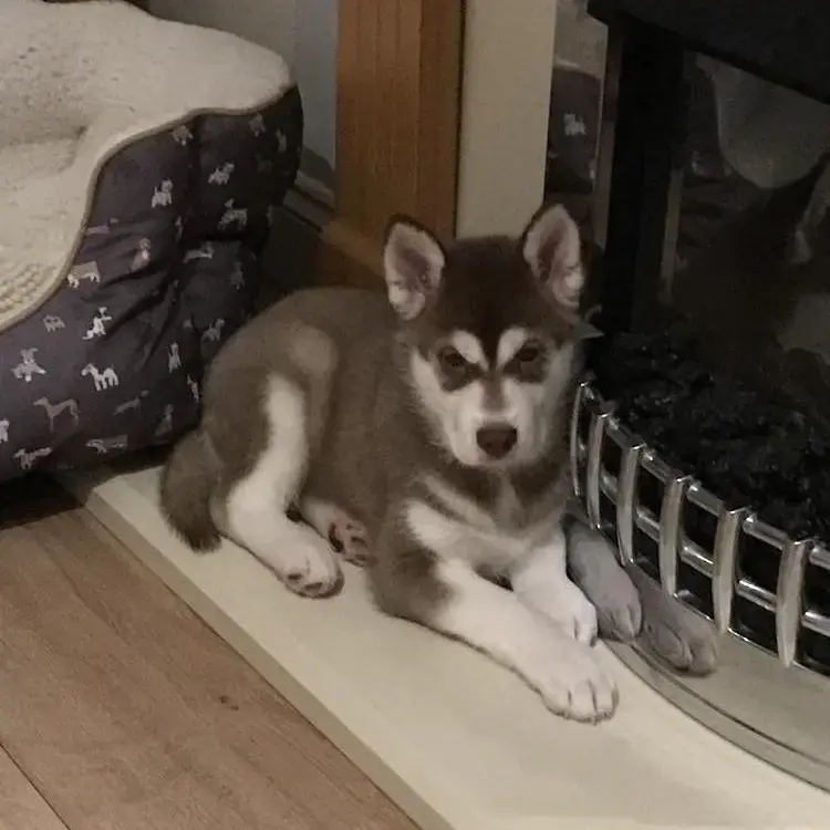 Siberian Husky