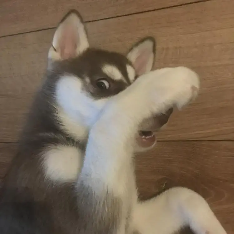 Siberian Husky