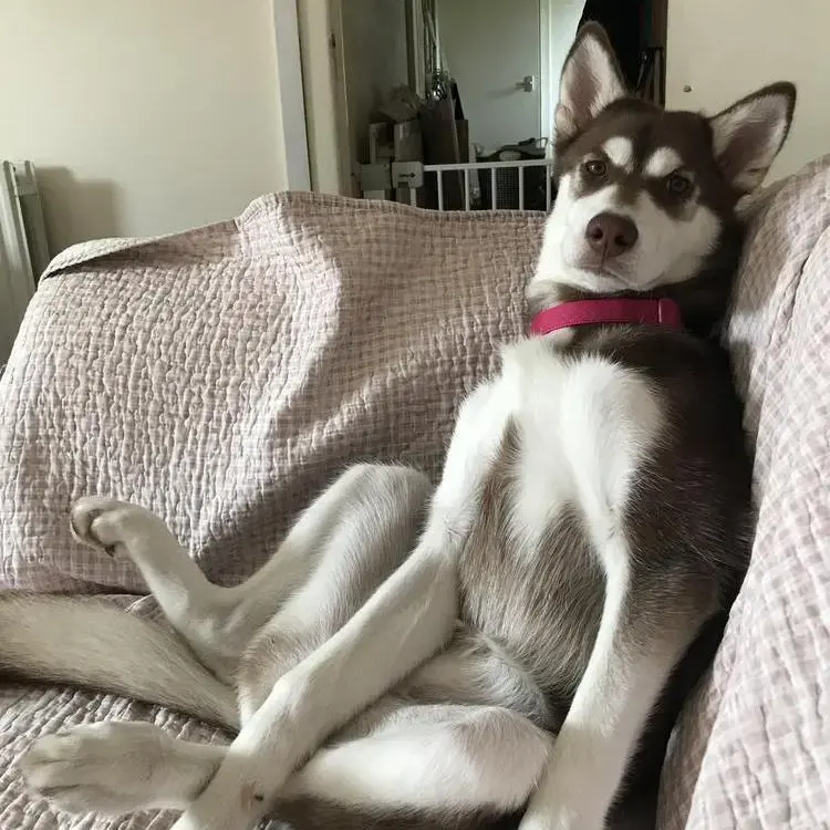 Siberian Husky