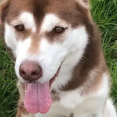 Siberian Husky