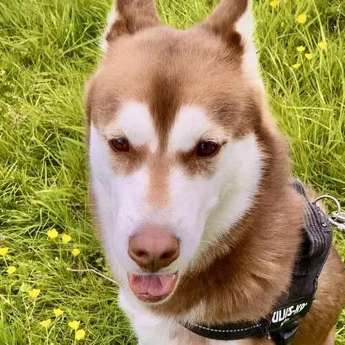 Siberian Husky