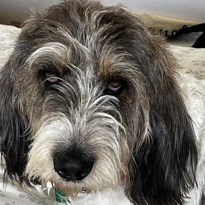 Basset Griffon Vendeen (Grand)