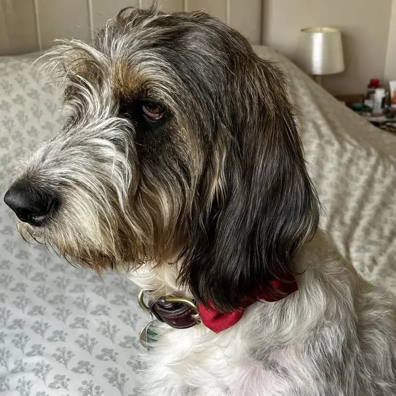 Basset Griffon Vendeen (Grand)