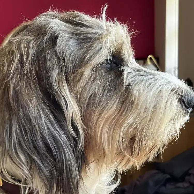 Basset Griffon Vendeen (Grand)