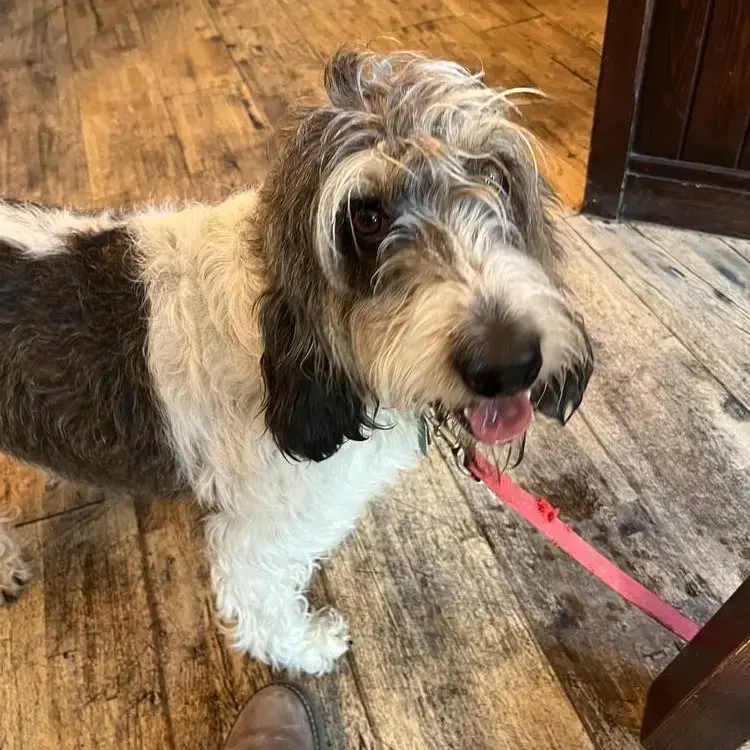 Basset Griffon Vendeen (Grand)