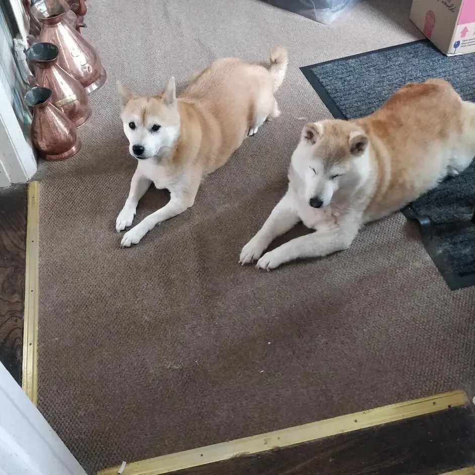 Japanese Shiba Inu