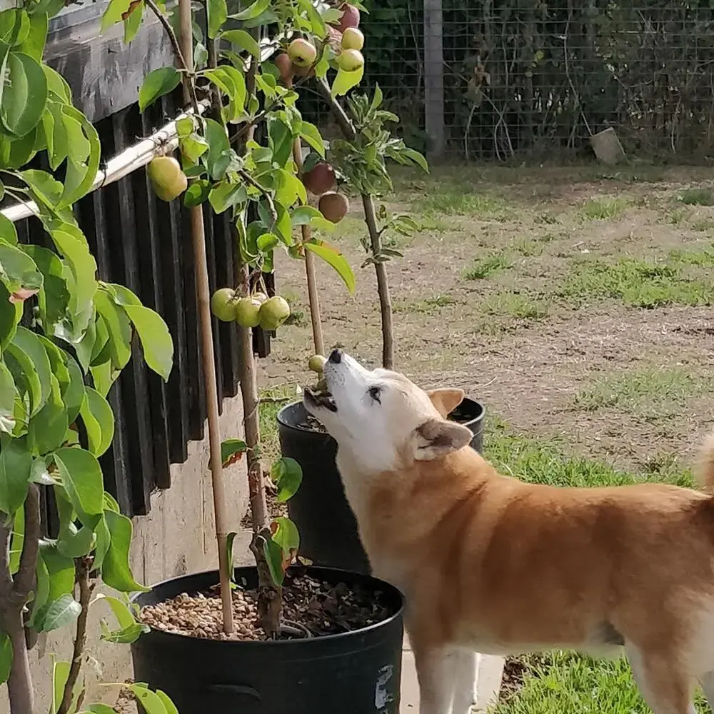 Japanese Shiba Inu