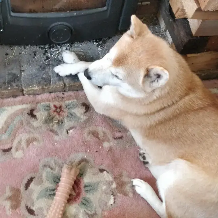 Japanese Shiba Inu