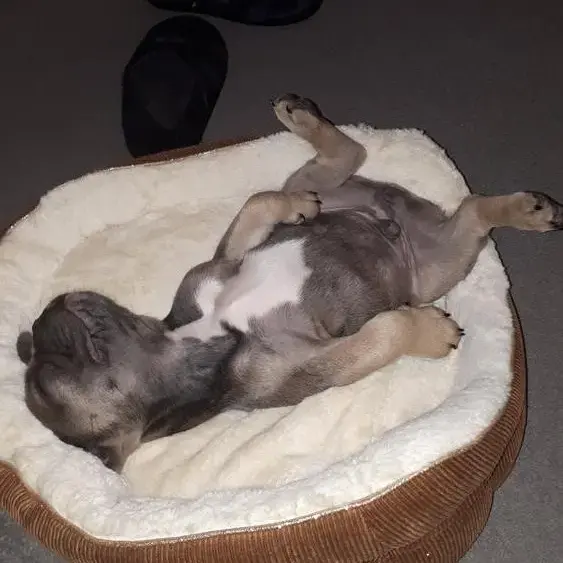 French Bulldog