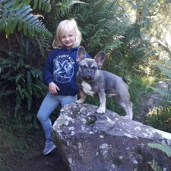 French Bulldog