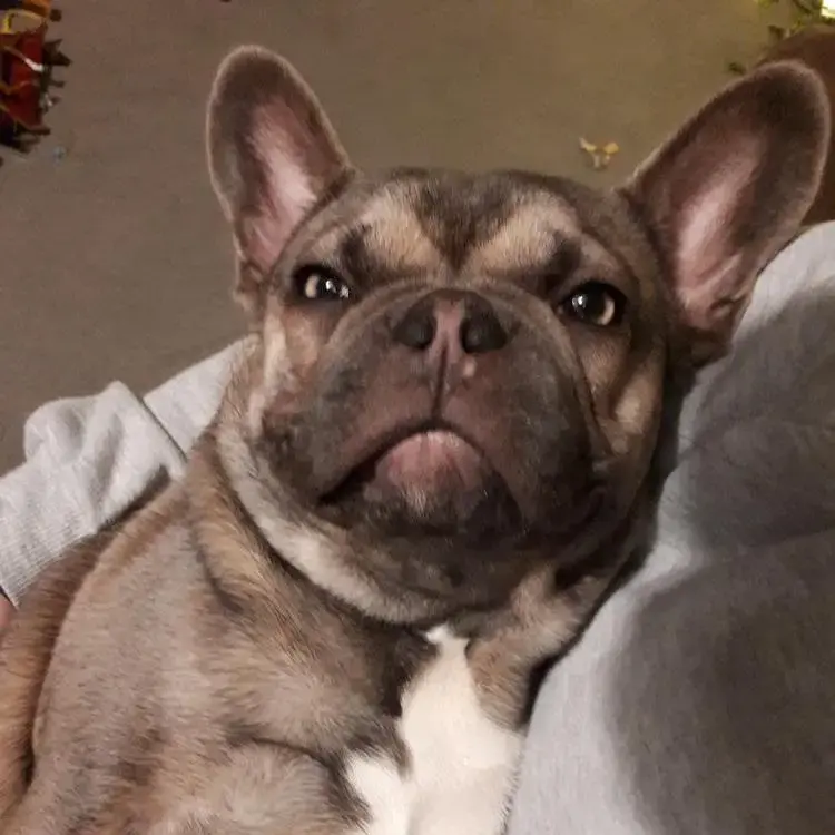 French Bulldog