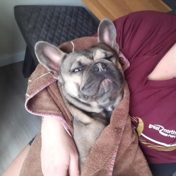 French Bulldog