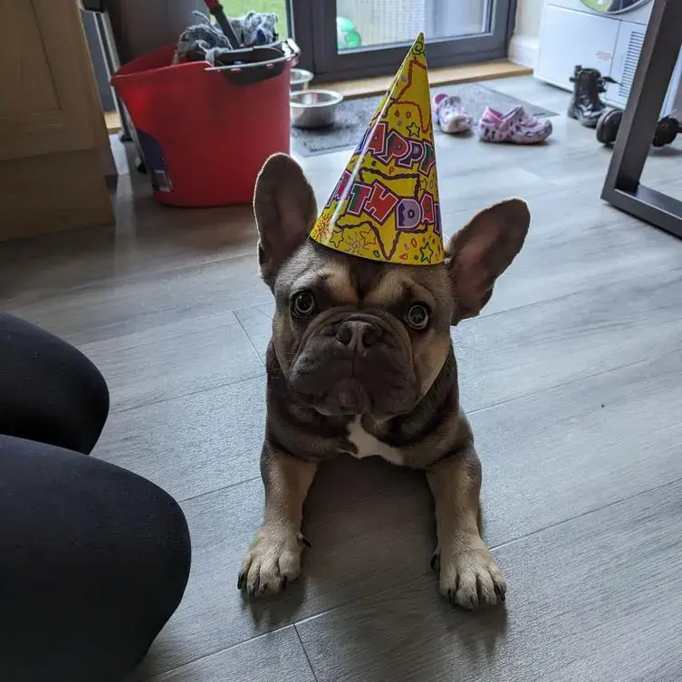 French Bulldog