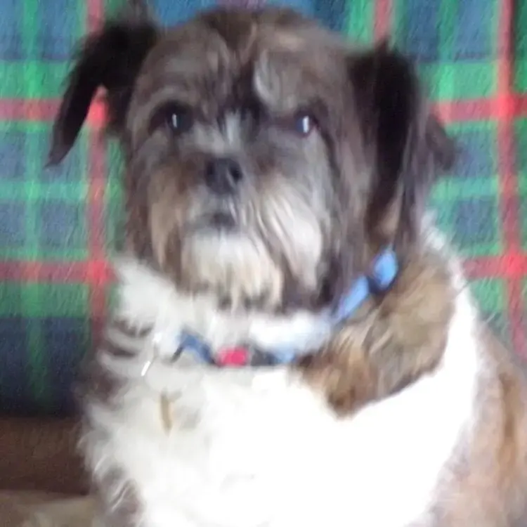 Jack Russell Terrier