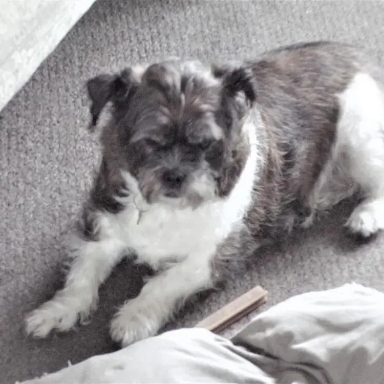 Jack Russell Terrier