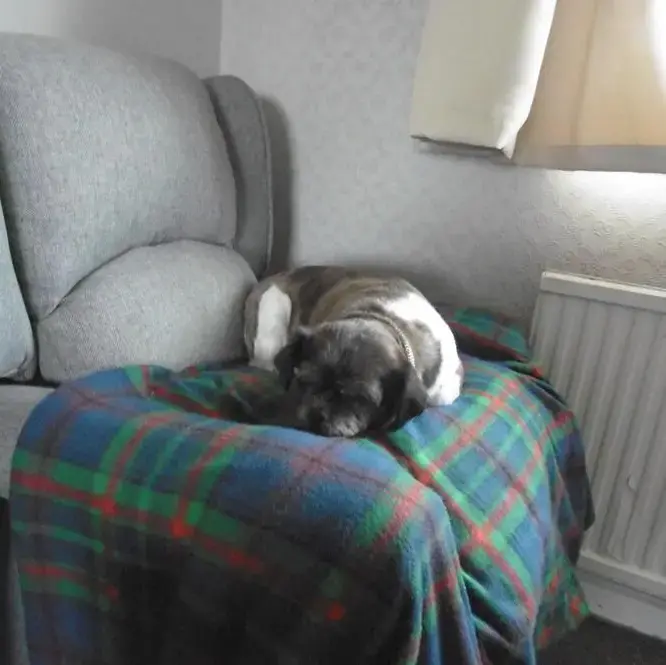 Jack Russell Terrier