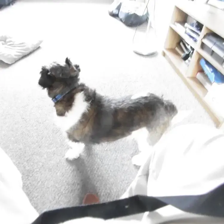 Jack Russell Terrier