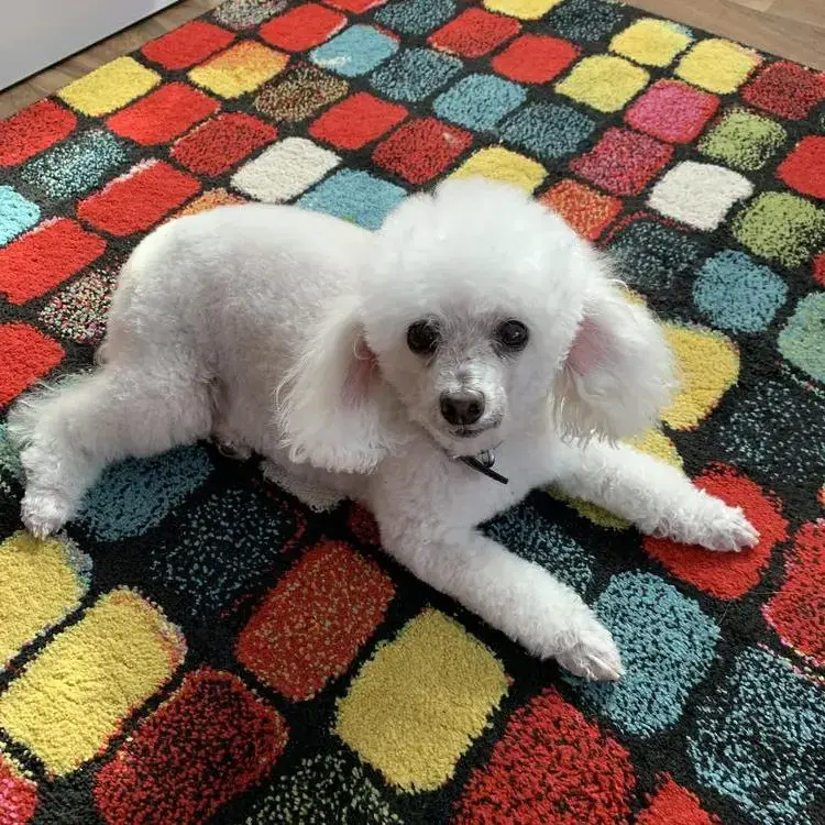 Poodle (Miniature)
