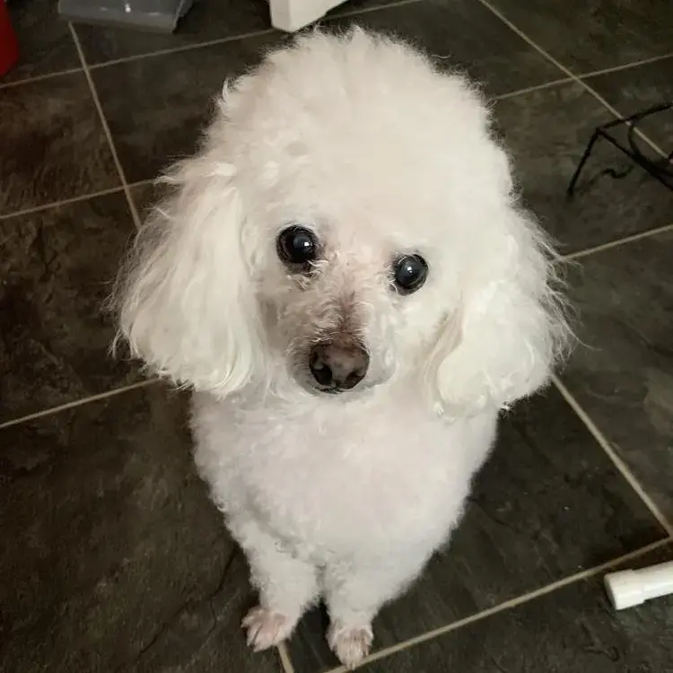 Poodle (Miniature)