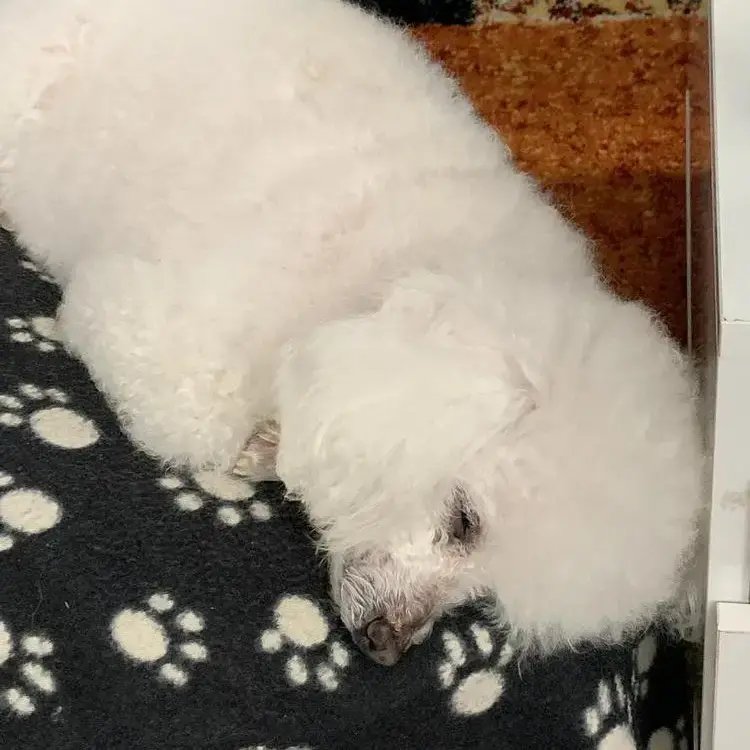 Poodle (Miniature)