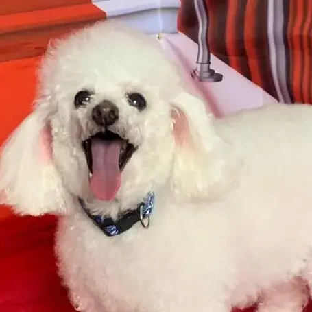 Poodle (Miniature)