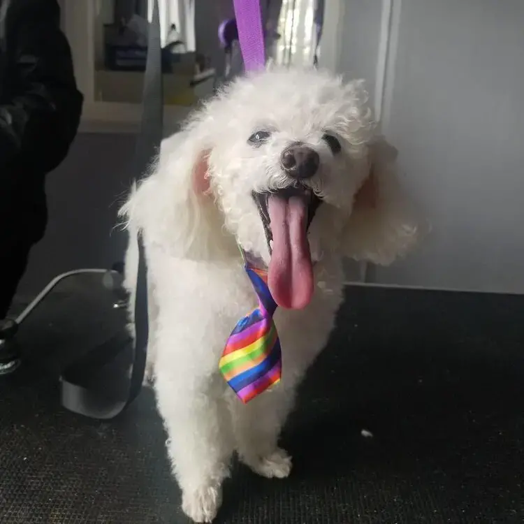 Poodle (Miniature)