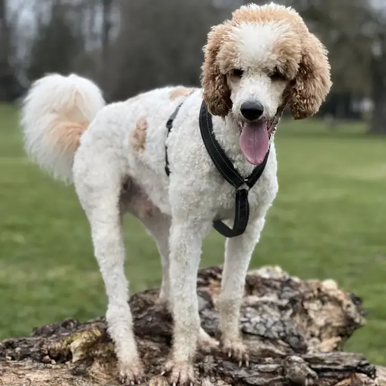 Poodle (Standard)
