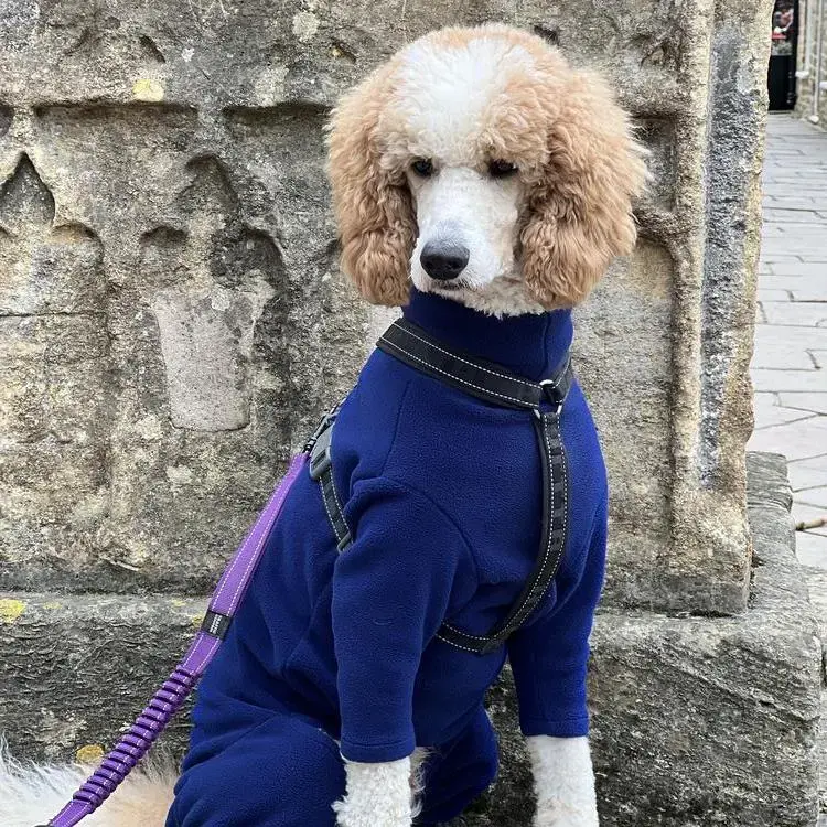 Poodle (Standard)