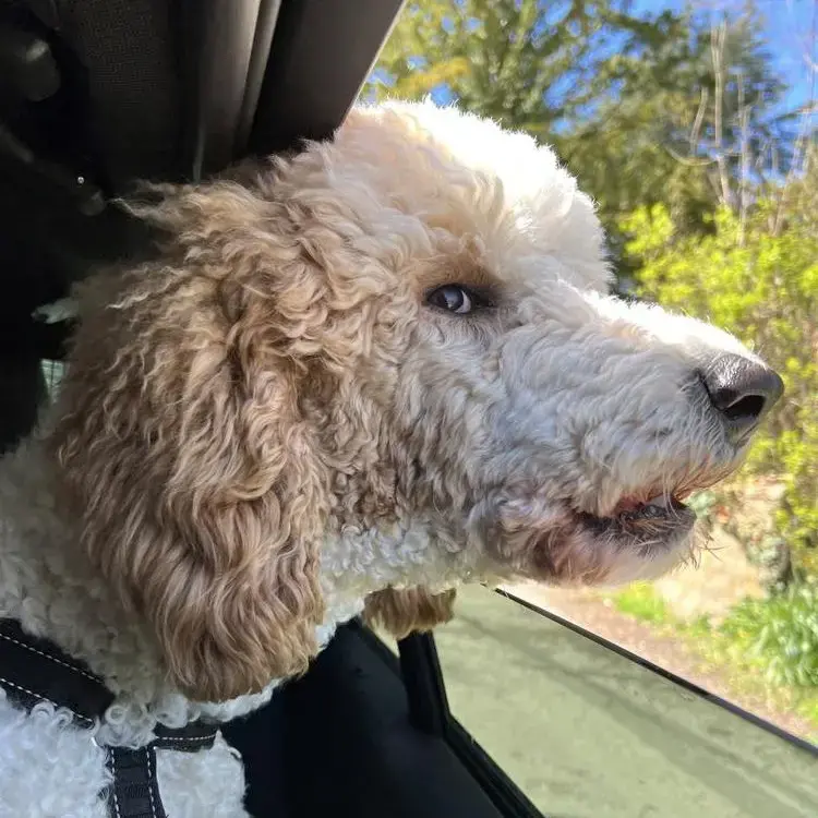 Poodle (Standard)