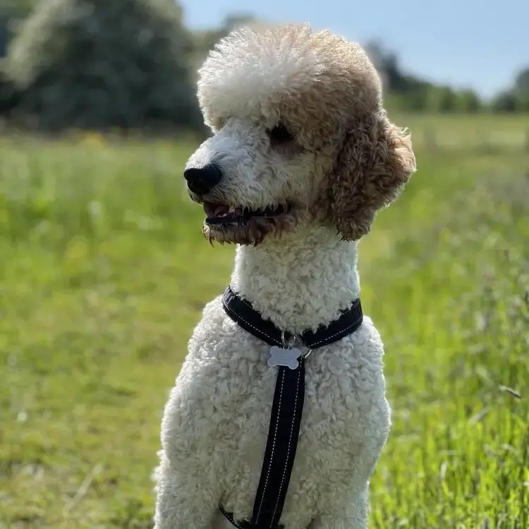 Poodle (Standard)