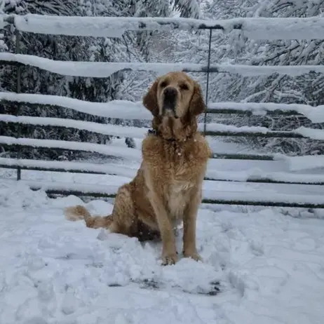 Golden Retriever