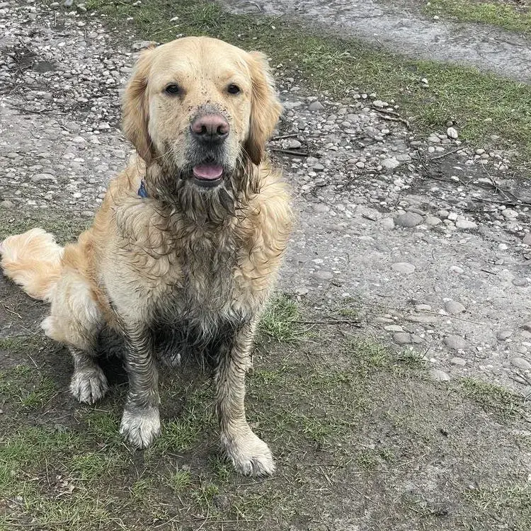 Golden Retriever