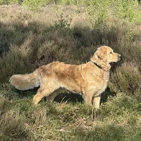Golden Retriever