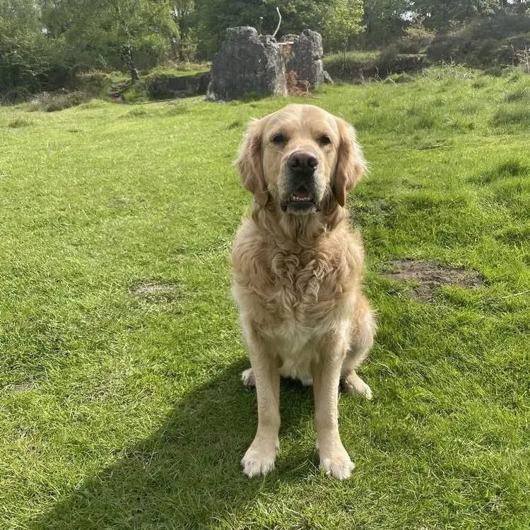 Golden Retriever